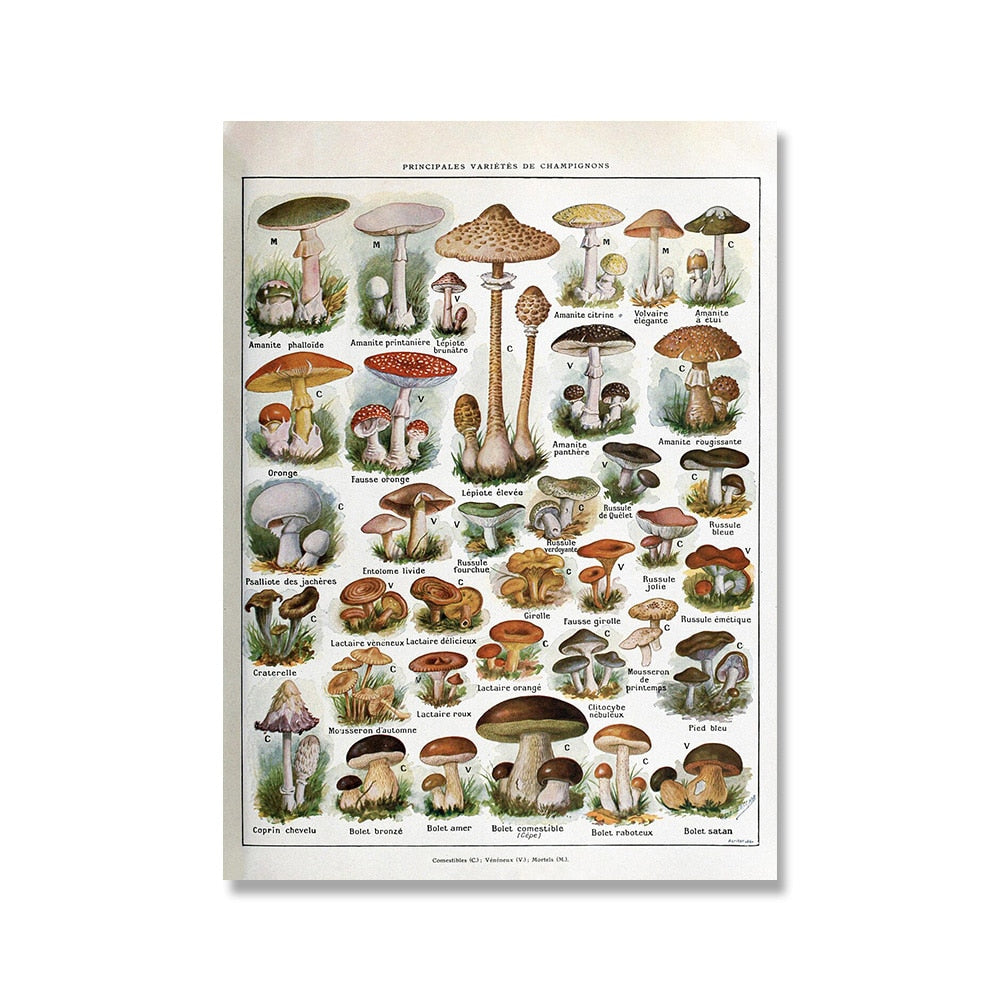 "Lemmikki" Vintage Botanical Prints Canvas Collection