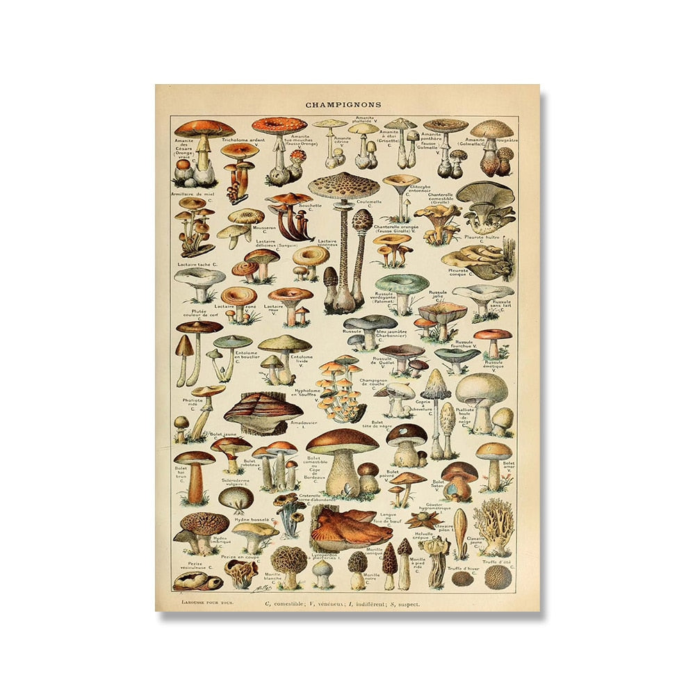 "Lemmikki" Vintage Botanical Prints Canvas Collection